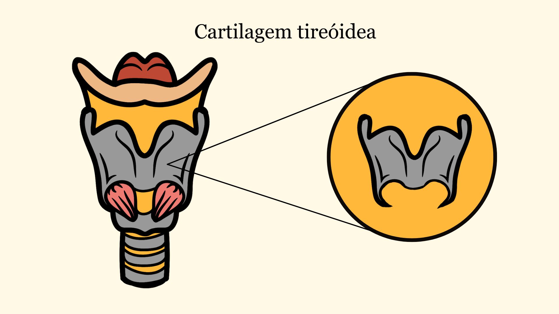 Anatomia e fisiologia da voz