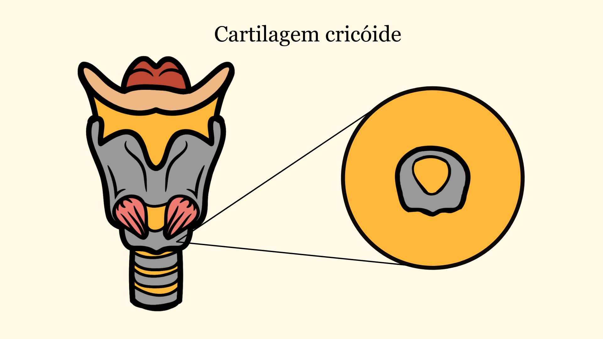 Anatomia e fisiologia da voz