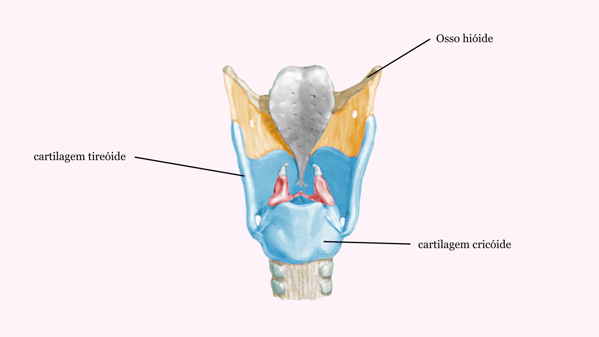 Anatomia e fisiologia da voz