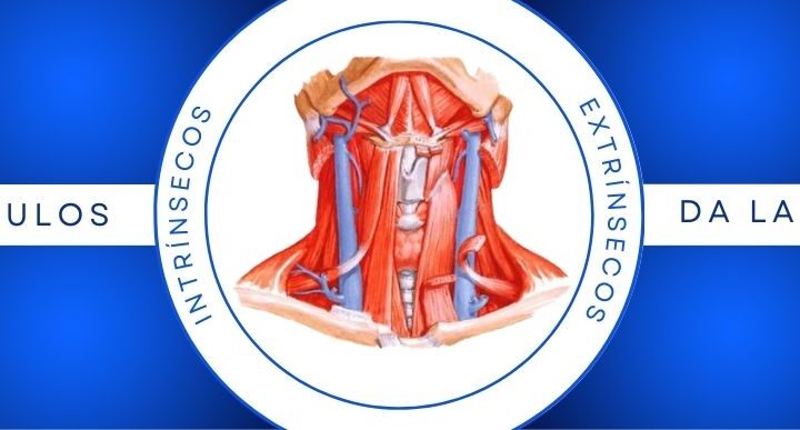 Anatomia e fisiologia da voz – Parte II