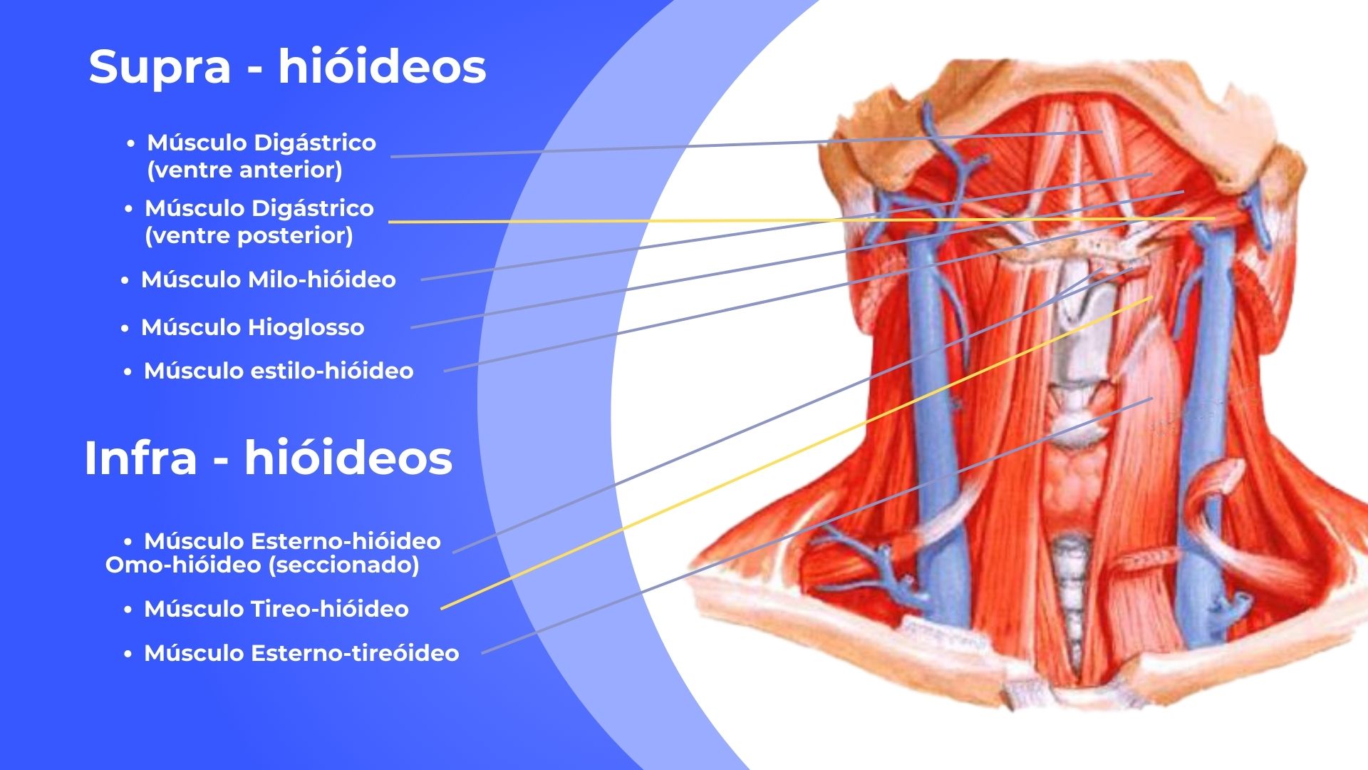 Anatomia e fisiologia da voz