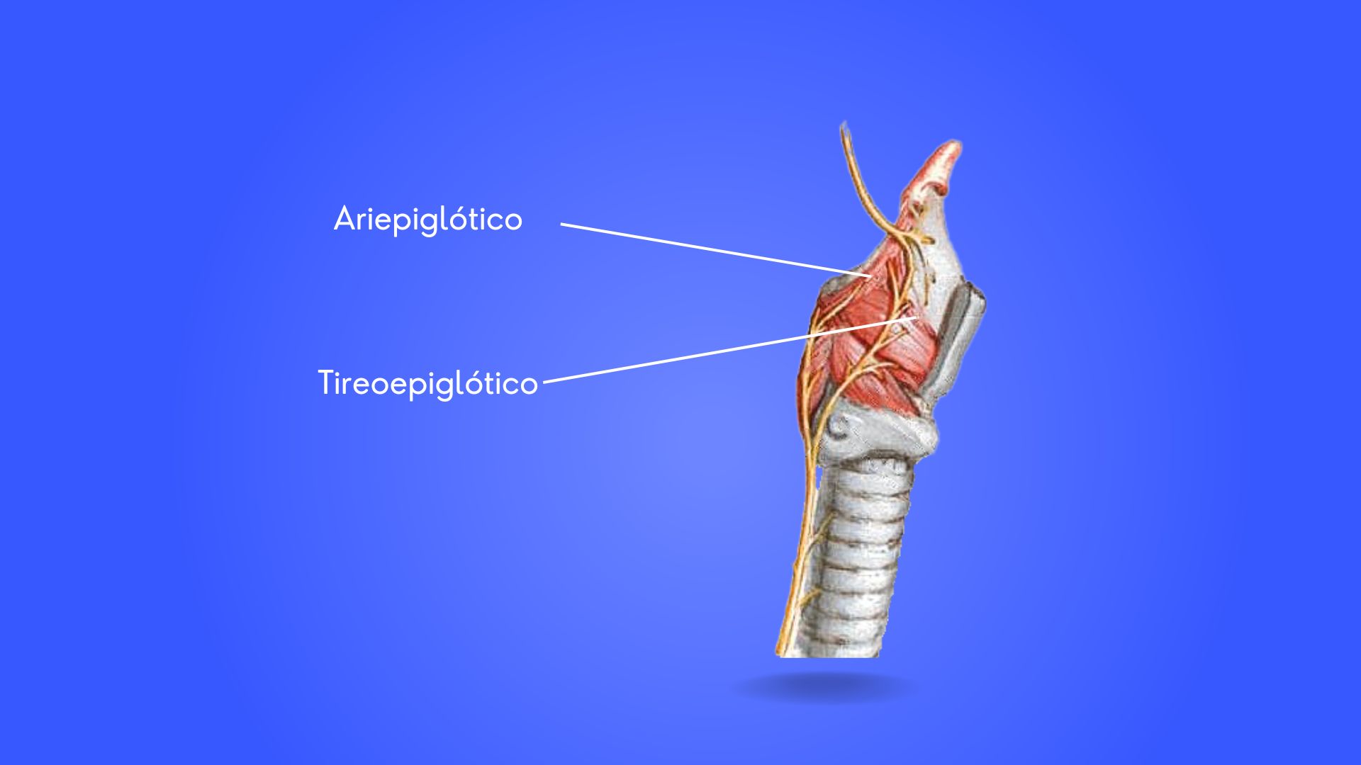 Anatomia e fisiologia da voz