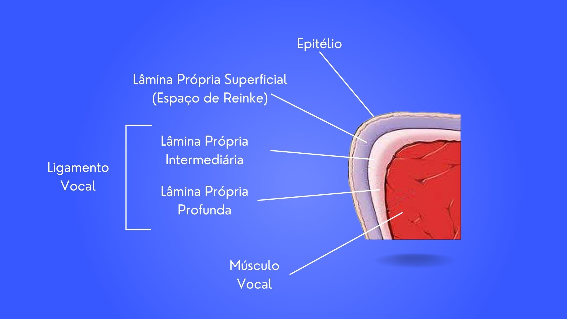 Anatomia e fisiologia da voz